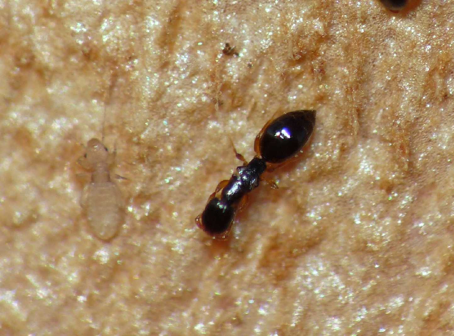 Bethilidae microscopici